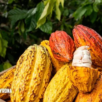 EXCURSION DEL CACAO x jpg