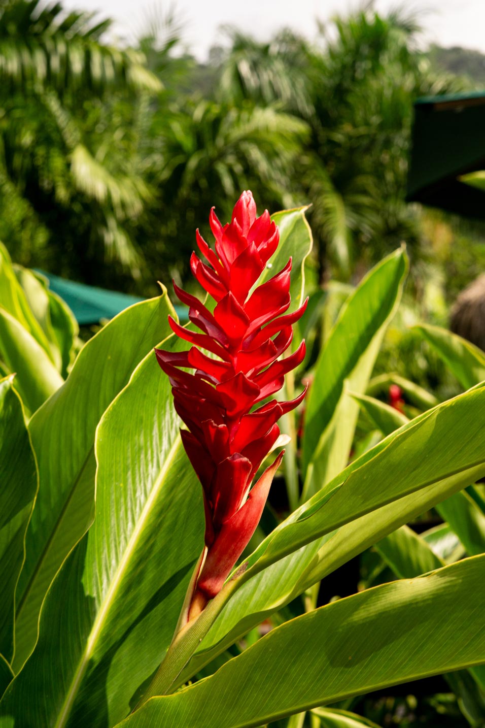 Red tropical flower in the gardens of Senda Koguiwa